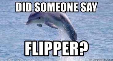 did-someone-say-flipper.jpg