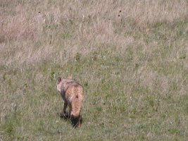 IMG_0248.JPG