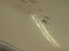 IMG_1452.JPG IMG_1452.JPG