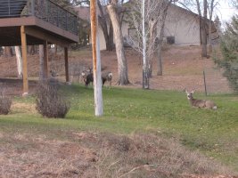 IMG_1531.JPG IMG_1531.JPG