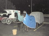 Horses under cover.jpg